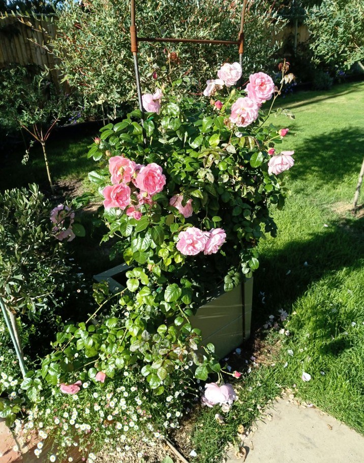 Matching garden area 3 after installation